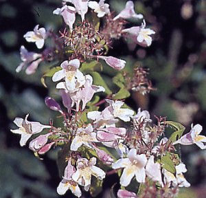 Abelia umbellata