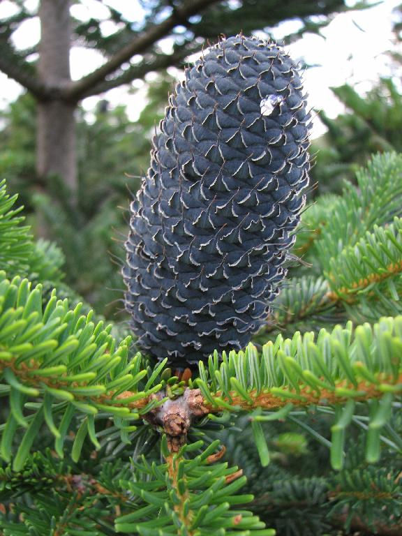 Abies forrestii 