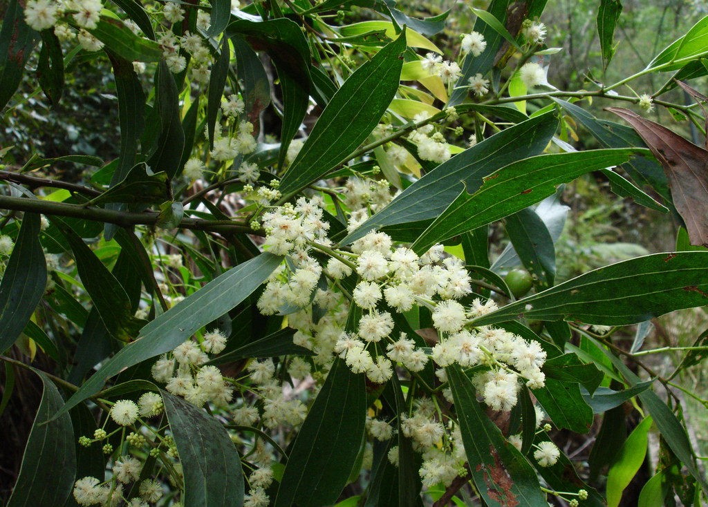 Acacia binervata