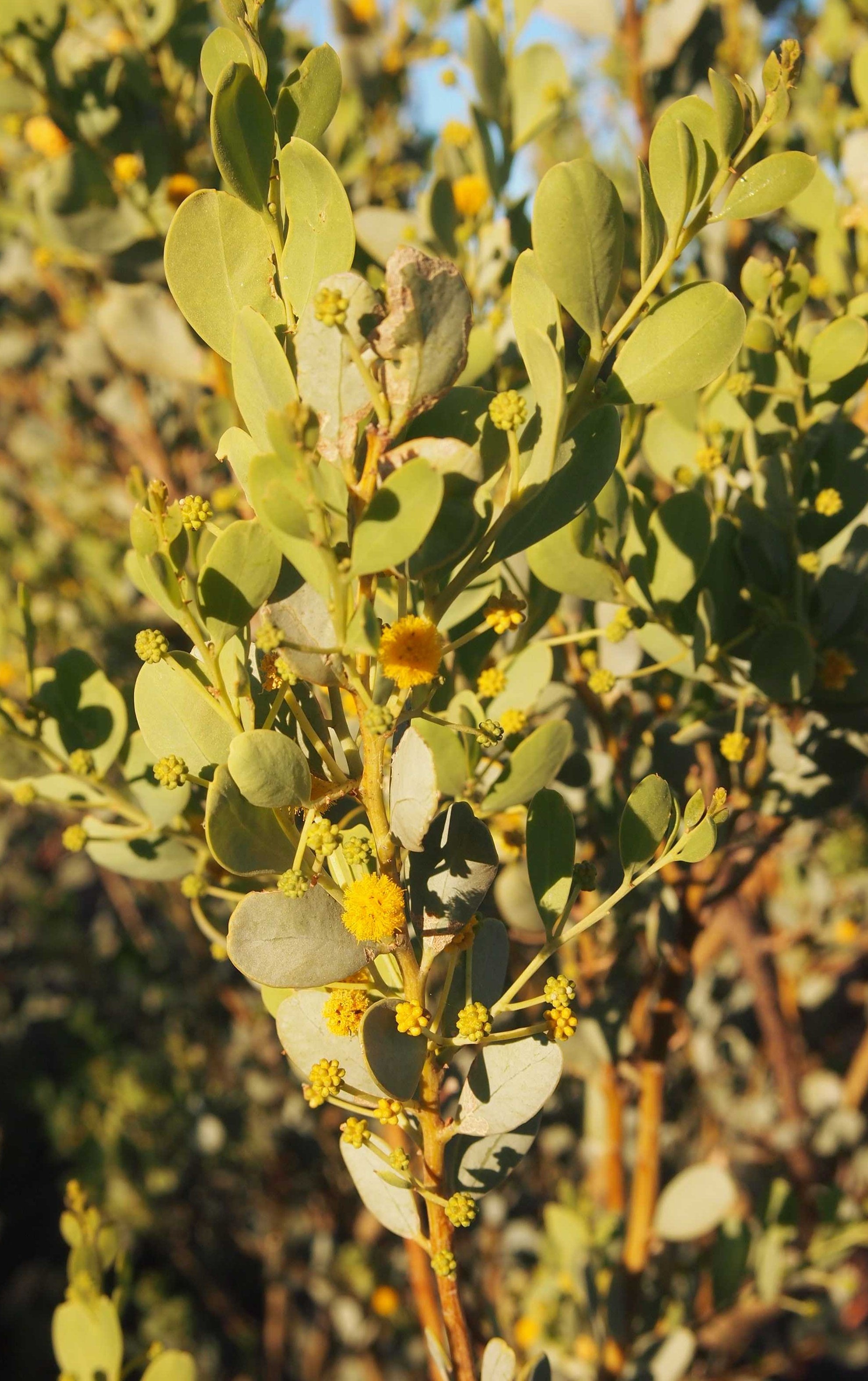 Acacia bivenosa 1
