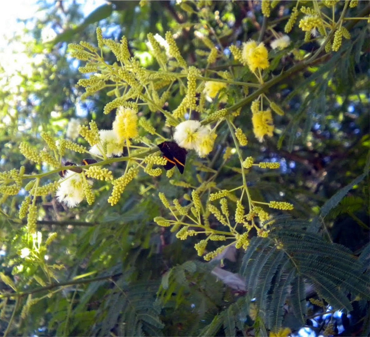 Acacia bonariensis