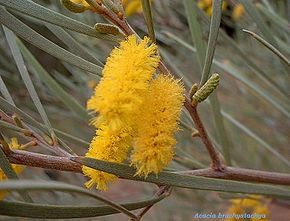 Acacia brachystachya