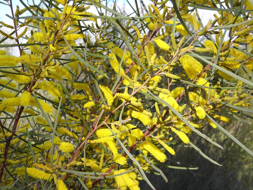 Acacia caroleae