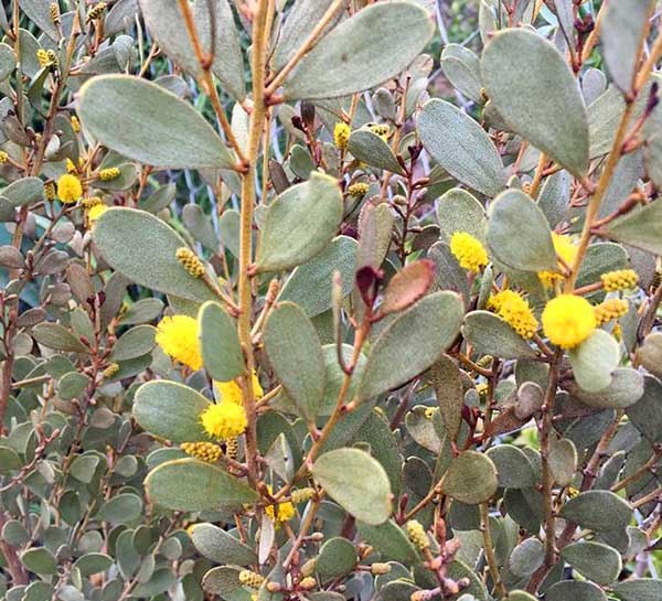 Acacia craspedocarpa