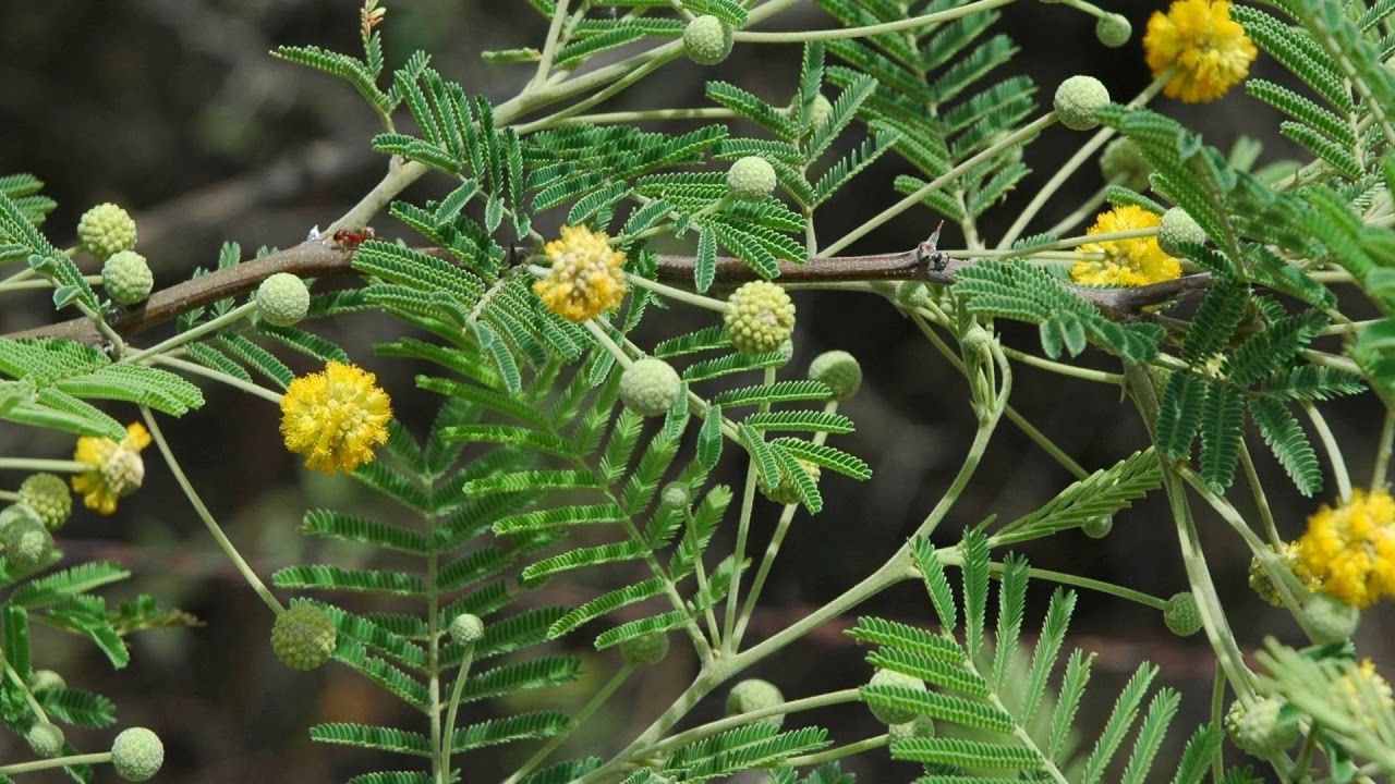 Acacia cuthbertsonii