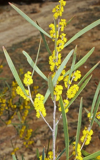Acacia dawsonii