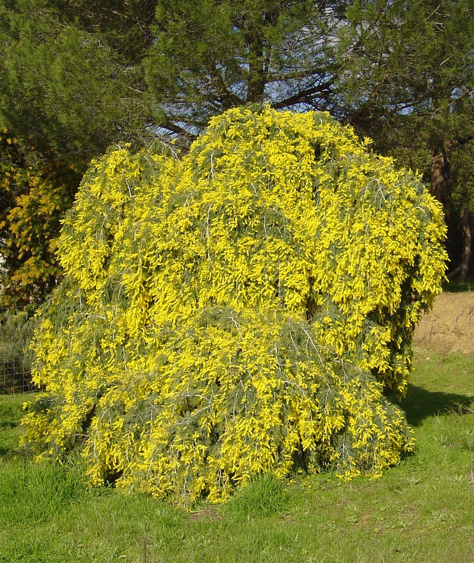 Acacia dealbata pendula
