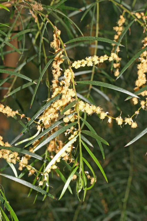 Acacia exeter hybride