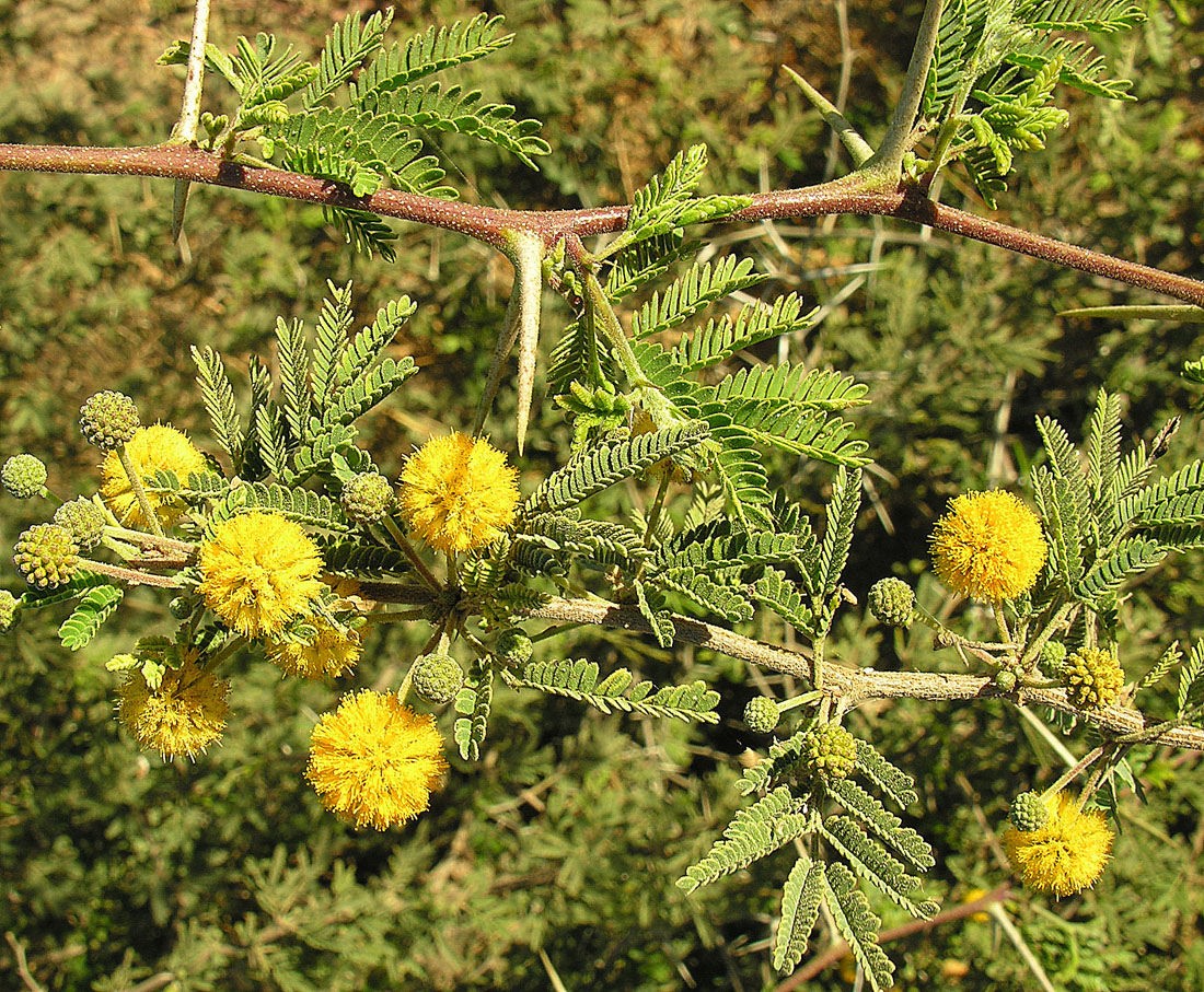 Acacia fornesiana opoponax
