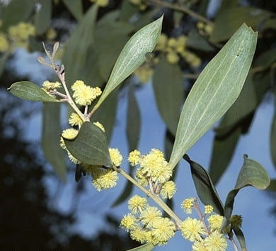 Acacia frigescens