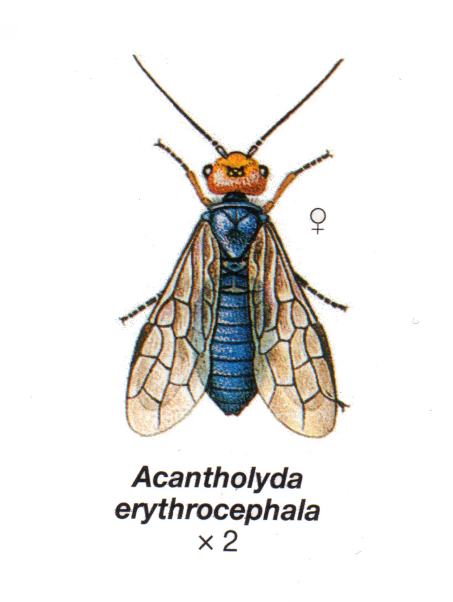 Acantholyda erythocephala