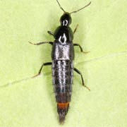 Acylophorus glaberrimus