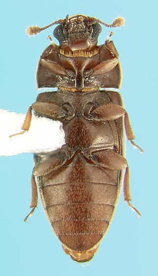 Anchorius lineatus