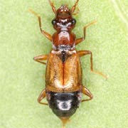 Anthophagus bicornis