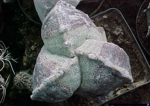 Astrophytum myriostigma f. tricostatum