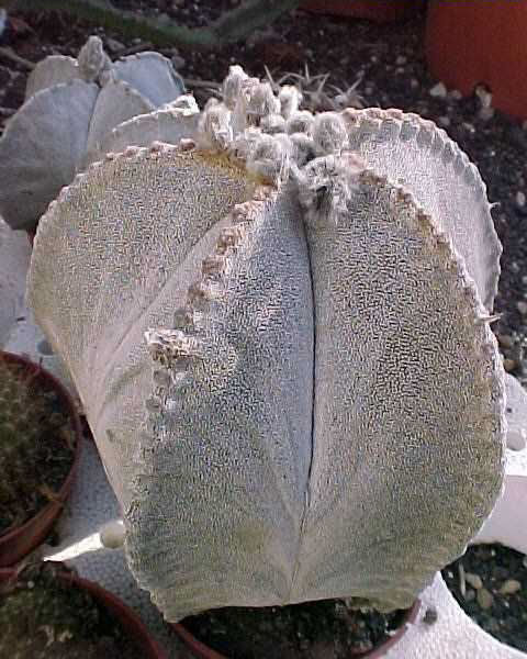 Astrophytum myriostigma v. columnare