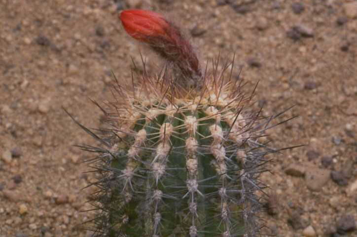 Borzicactus (Arequipa) hempelianus (1)