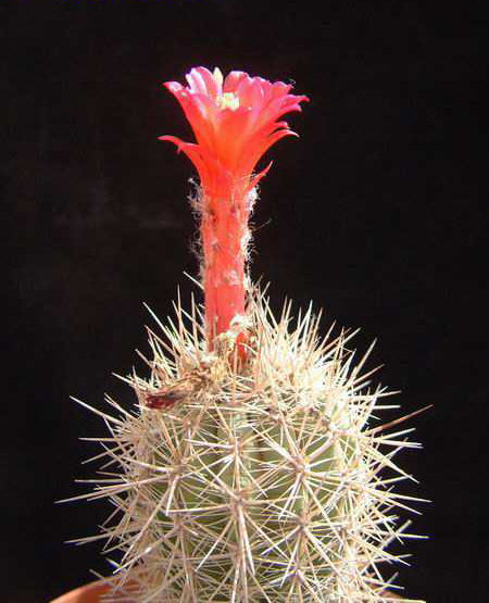 Borzicactus (Arequipa) soehrensii Dscf2759