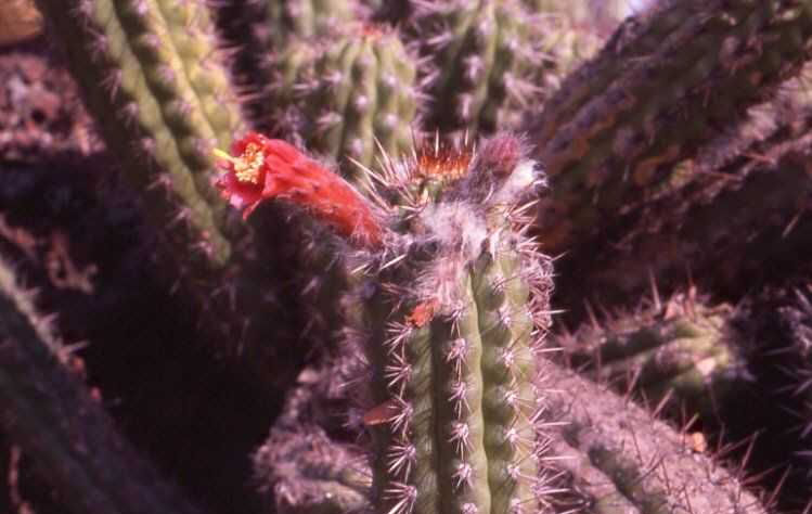 Borzicactus (Clistanthocereus) fieldianus