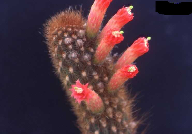 Borzicactus icosagonus