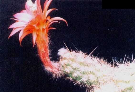 Borzicactus (Loxanthocereus) gracilis