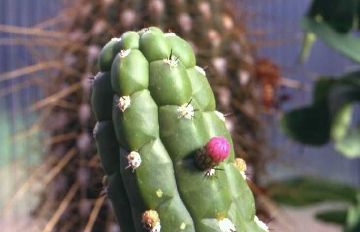 Borzicactus (Loxanthocereus) granditessellatus