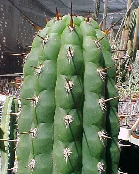 Borzicactus roezlii