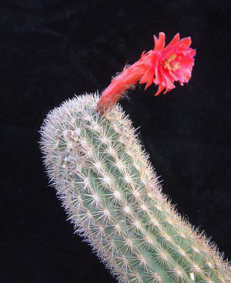 Borzicactus sepium Dscf1804
