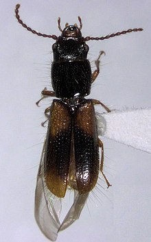 Chaetosomatidae