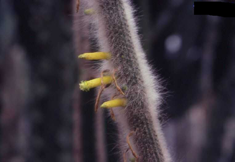 Cleistocactus (Cephalocleistocactus) ritteri