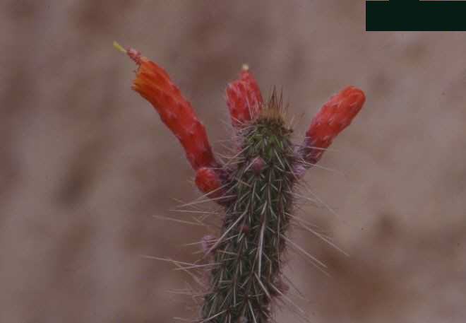 Cleistocactus grossei