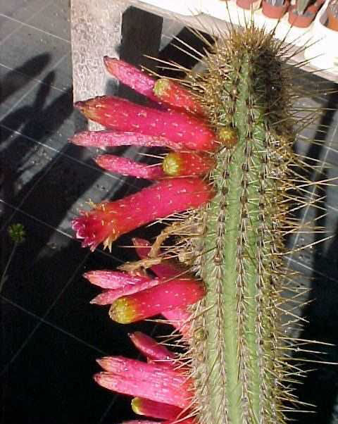 Cleistocactus lilacinorosea (2)
