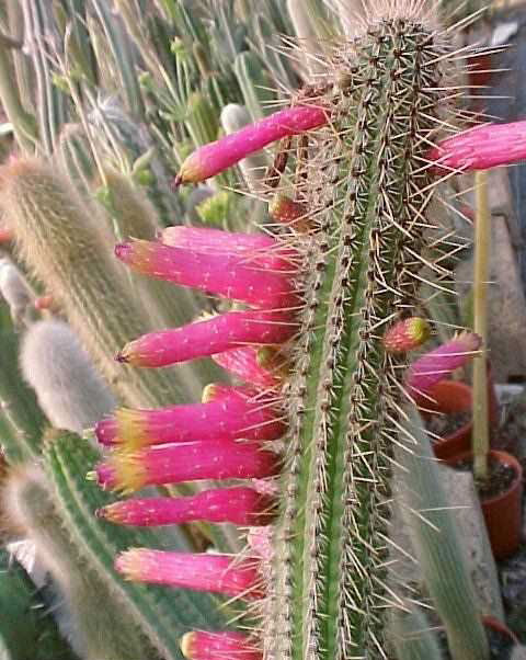 Cleistocactus lilacinorosea