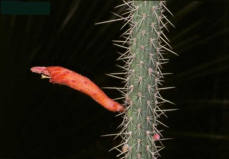 Cleistocactus santacruzensis (fl.)