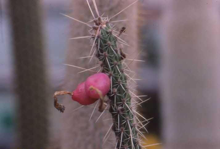 Cleistocactus santacruzensis (fr.)