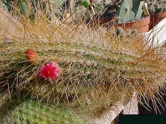Cleistocactus villamontesii (1)