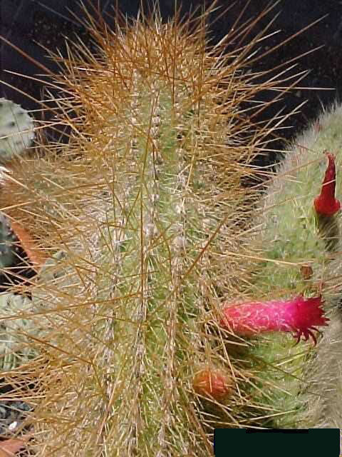 Cleistocactus villamontesii (2)