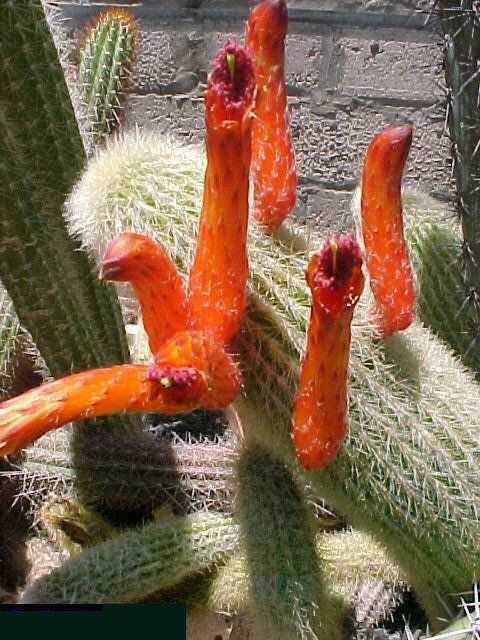 Cleistocactus wendlandiorum (2)