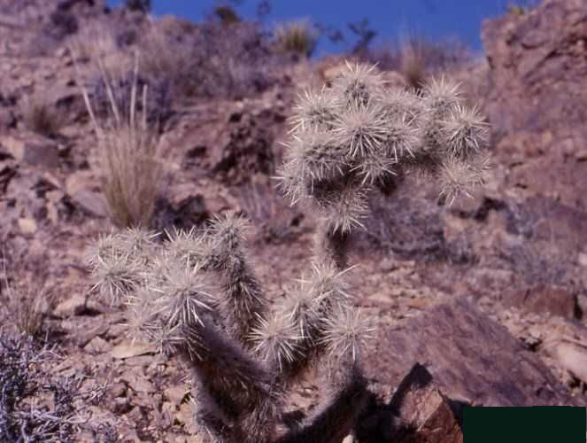 Cylindropuntia echinocarpa silver form (Mojave, Ca.)
