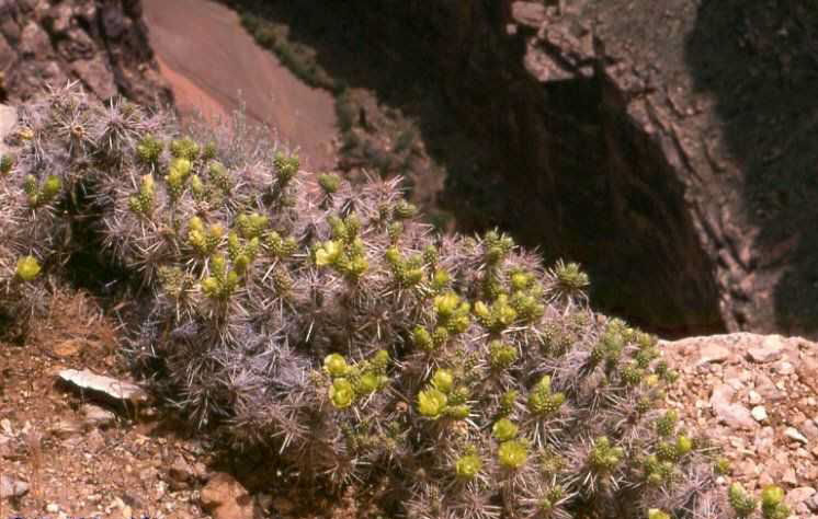 Cylindropuntia whipplei (Little Colorado River, Az)