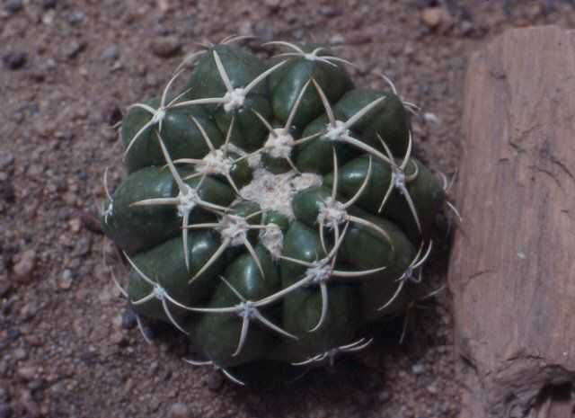 Discocactus boliviensis