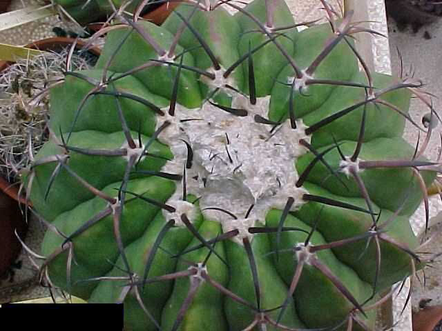Discocactus multicolorispinus