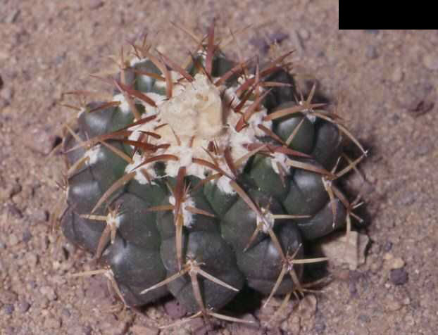 Discocactus squamibaccatus