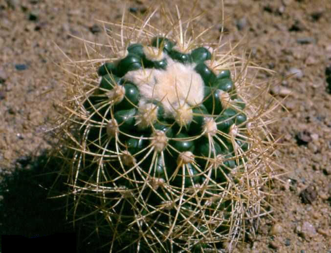 Discocactus zehntneri v. albispinus