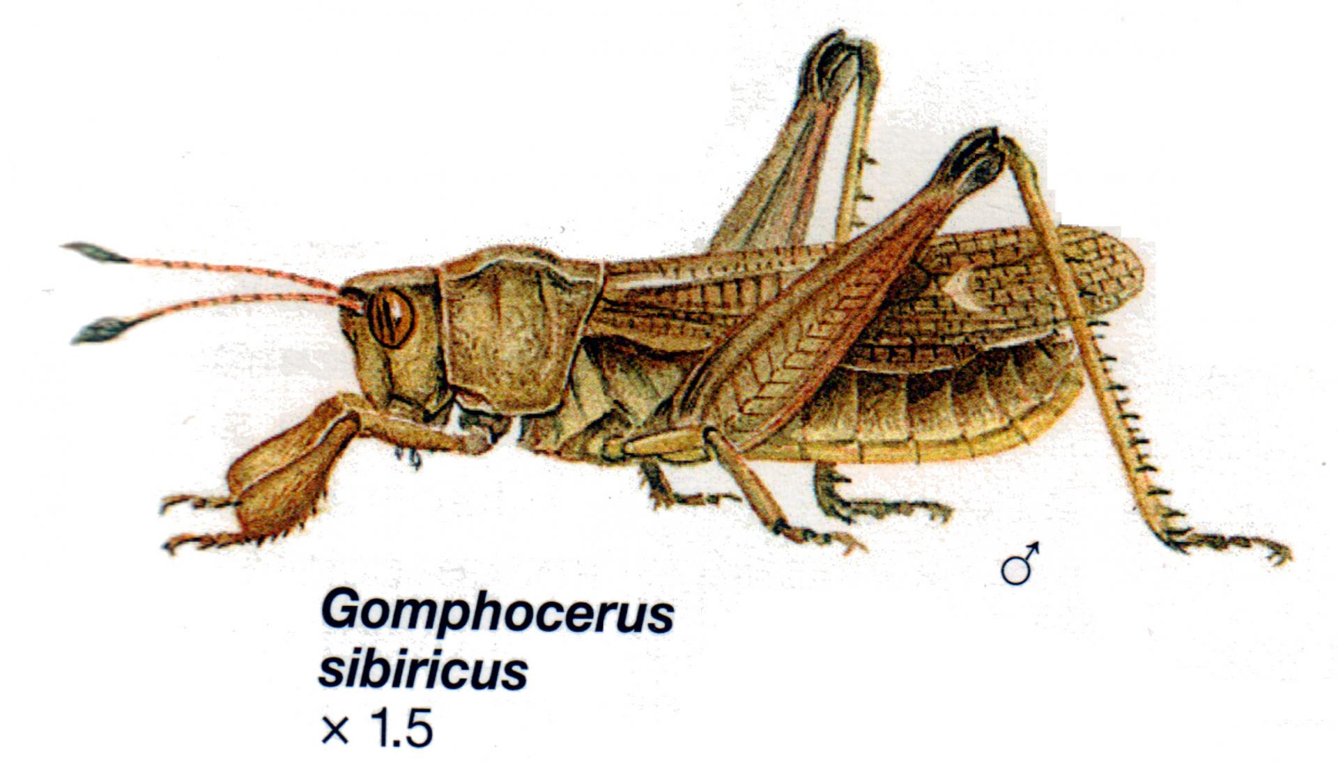 Gomphocerus sibiricus