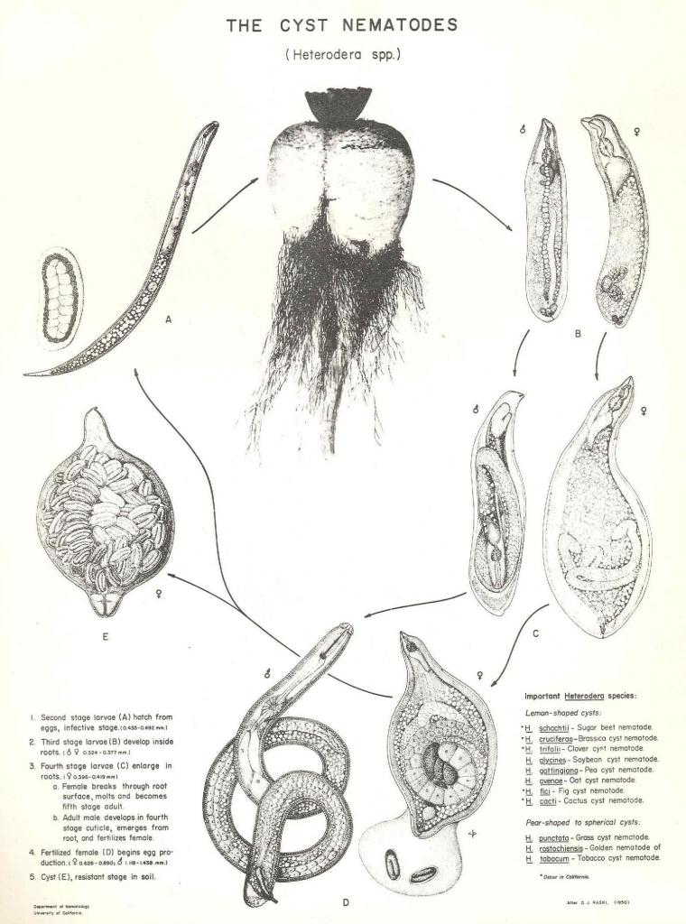 Heterodera galeopsidis