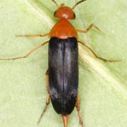 Mordellochroa milleri