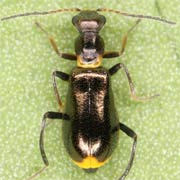 Sphinginus lobatus