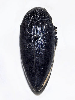 Sternocera funebris