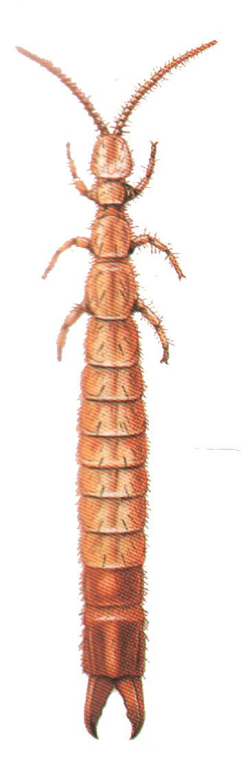 Heterojapyx evansi  